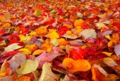 IIP Online Student Photography